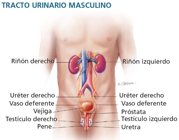 Incontinencia Urinaria